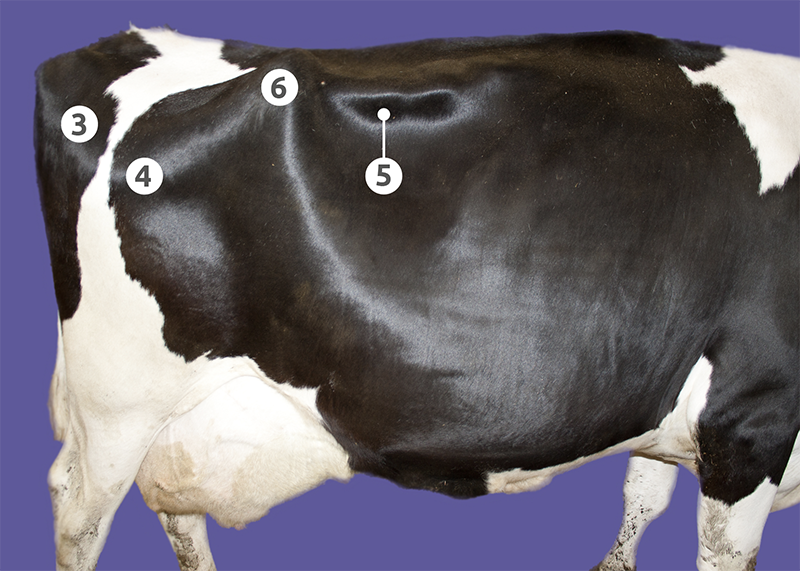 Side view of a dairy cow showing the key body condition scoring points.